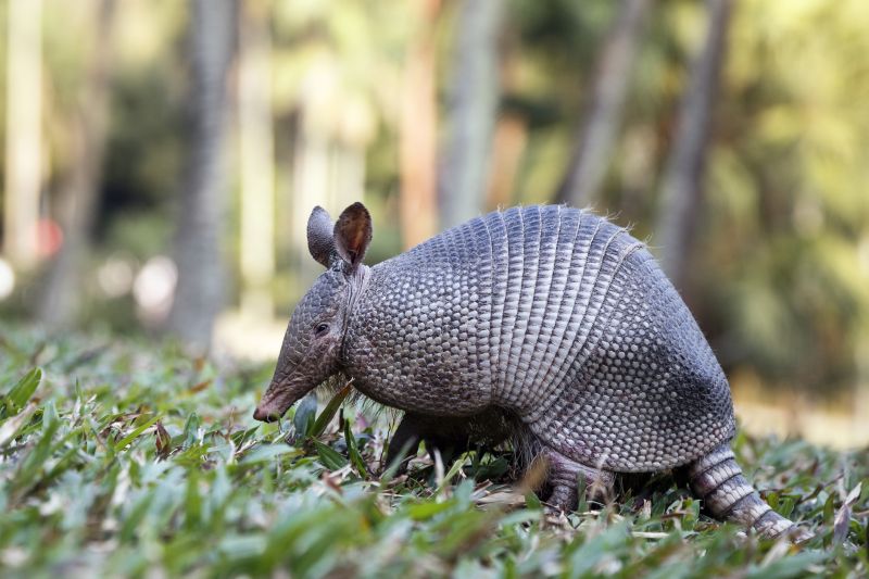 Armadillo Digging Damage: What Homeowners Need To Know