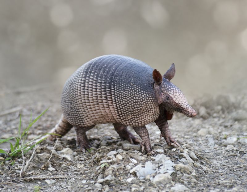 Armadillo Trapping