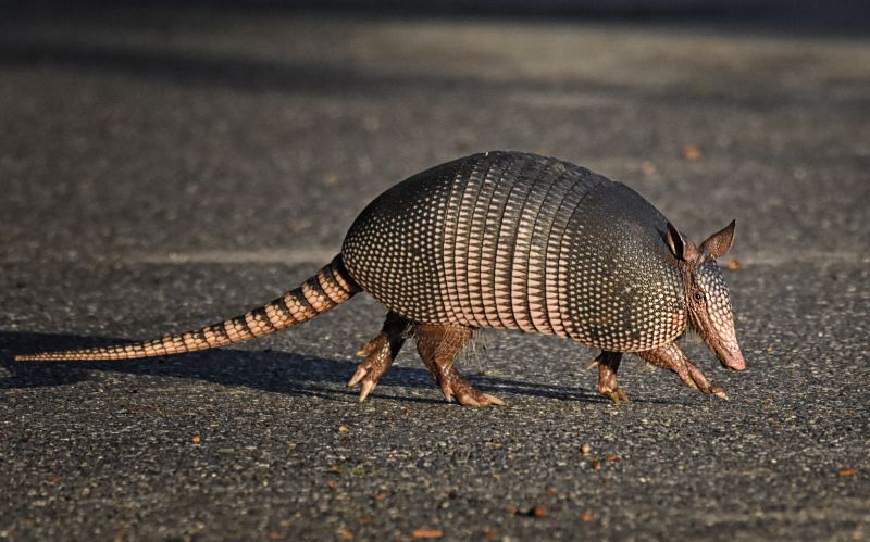 Armadillo Trapping