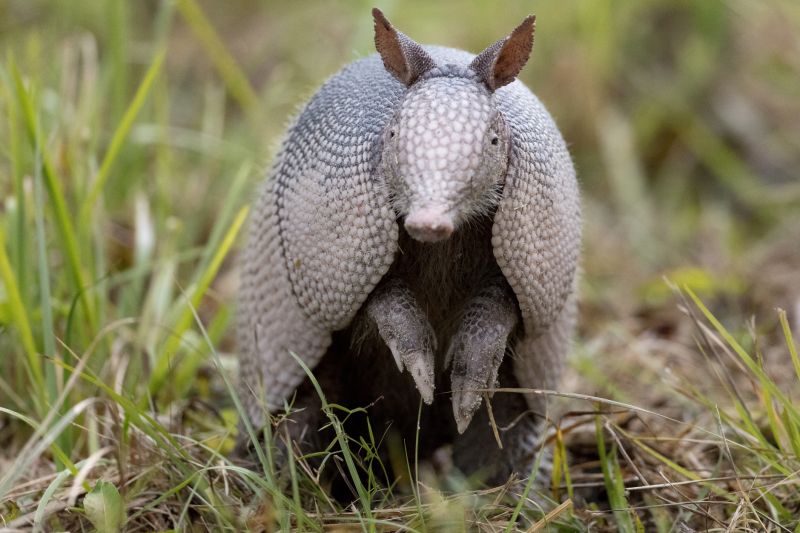 Armadillo Trapping