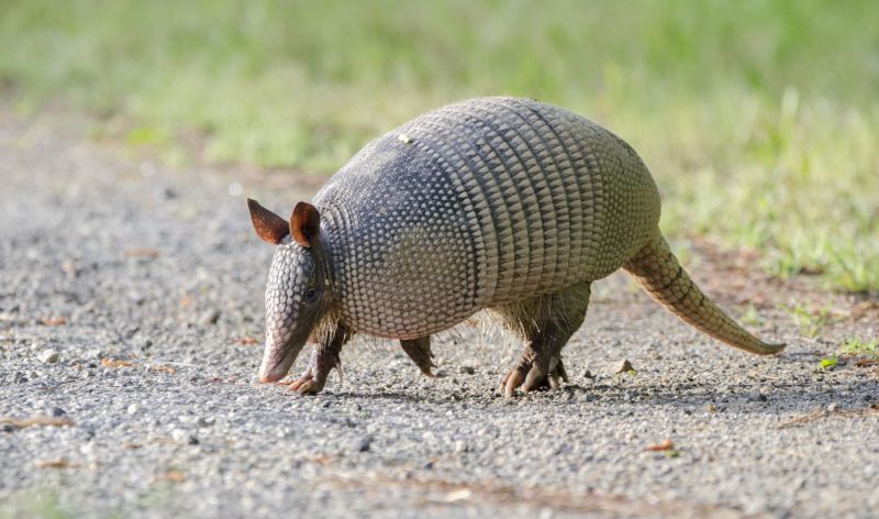 Armadillo Trapping