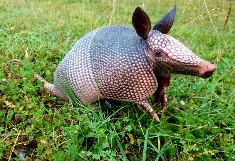 Armadillo Trappings in Nature