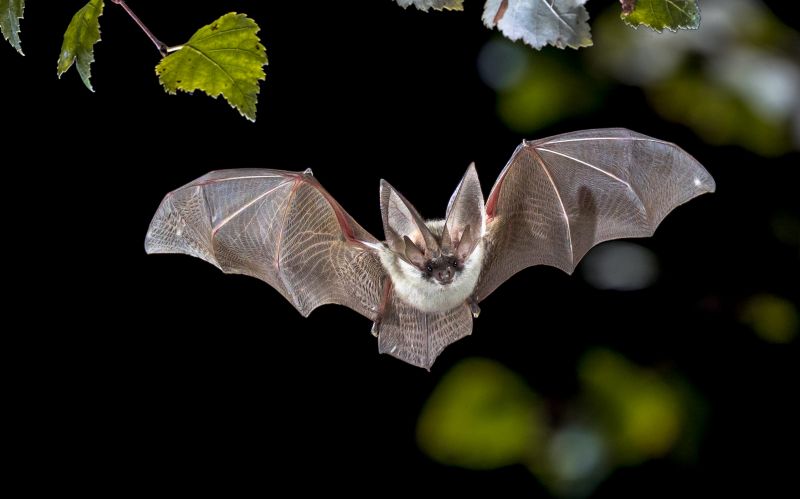 Bat Infestations In Homes: Health Risks And Safe Removal