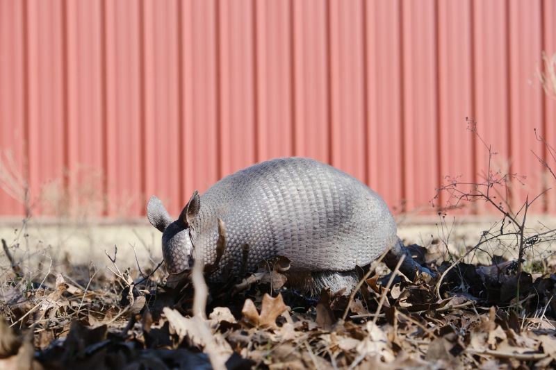 How Armadillos Create Sinkholes And Uneven Ground