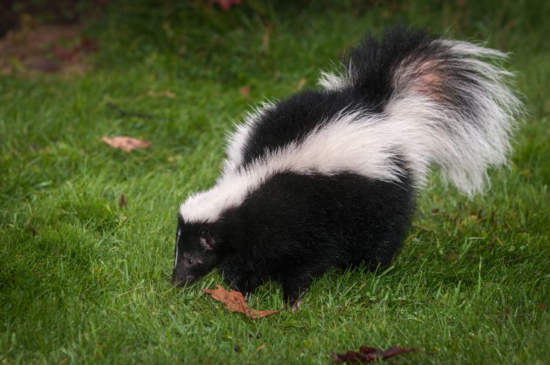 Skunk Dug Hole