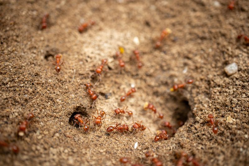 Red Ant Extermination in New Braunfels, TX